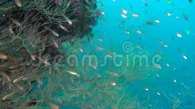 在马尔代夫海底的清澈海底背景下，鱼群发光。